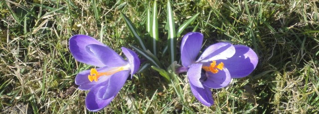 crocus magnifique