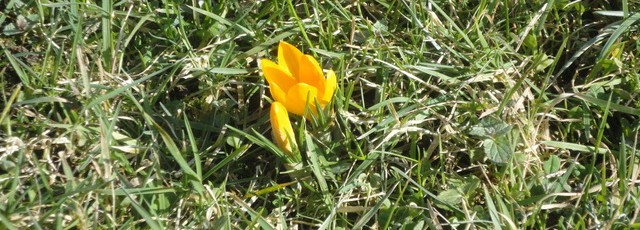 les crocus primeur