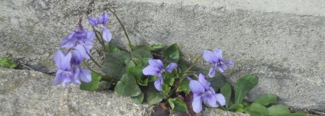 violette solitaire devant la porte du bureau