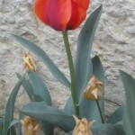 bouquet de tulipes