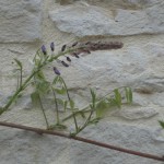 la glycine est en bouton! mon rêve!!